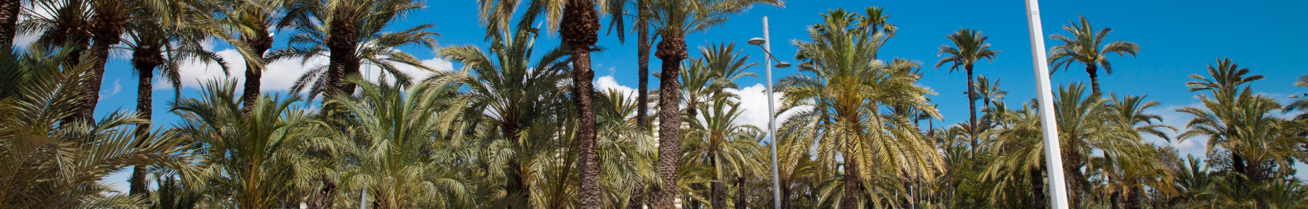 Detective privado en Elche especializado en investigaciones privadas